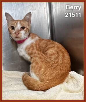 BERRY (see also KIWI and MANGO) -  Domestic Short Hair and Tabby Cat for Adoption in Marietta, Georgia - BERRY (see Also KIWI And MANGO) | PetCurious