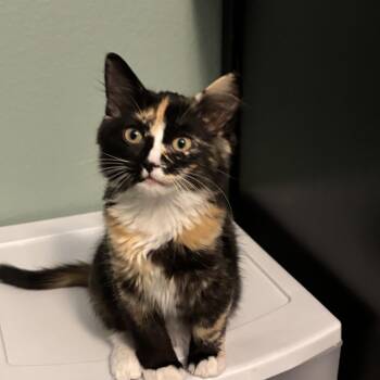 SNICKERS - THE SWEETEST LITTLE SNUGGLER -  Domestic Medium Hair Cat for Adoption in Plano, Texas - SNICKERS - THE SWEETEST LITTLE SNUGGLER | PetCurious
