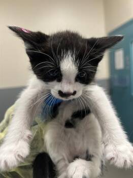 COCONUT -  Domestic Short Hair Cat for Adoption in Las Vegas, Nevada - COCONUT | PetCurious