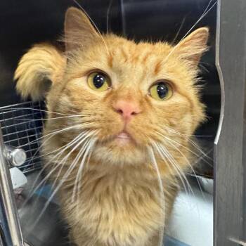Domestic Medium Hair Cats Available for Adoption in Salt Lake City, Utah - Lucien | PetCurious