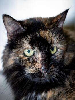 TEENEY -  Domestic Long Hair Cat for Adoption in Boston, Massachusetts - TEENEY | PetCurious