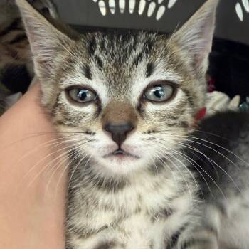 Tiger -  Domestic Short Hair Cat for Adoption in Fort Bragg, California - Tiger | PetCurious