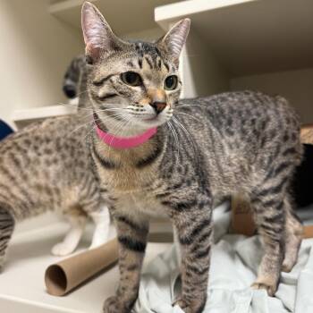 Miranda -  Domestic Short Hair Cat for Adoption in Fairport, New York - Miranda | PetCurious
