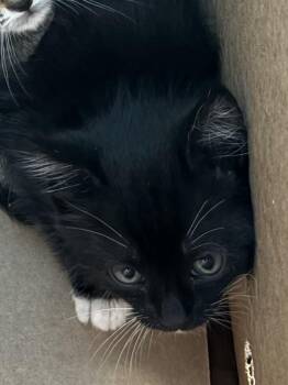 Domestic Short Hair Cats Available for Adoption in Lawrenceville, Georgia - Kd-4 | PetCurious