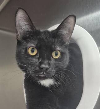 Domestic Short Hair Cats Available for Adoption in Vaughan, Ontario - COCONUT | PetCurious