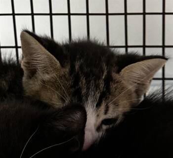 BRANNON -  Domestic Short Hair Cat for Adoption in Fort Lauderdale, Florida - BRANNON | PetCurious