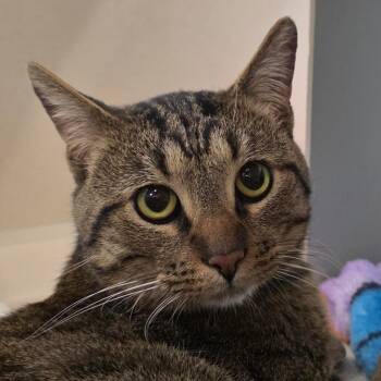 Tripp -  Domestic Short Hair Cat Available for Adoption in Reno, Nevada - Tripp | PetCurious