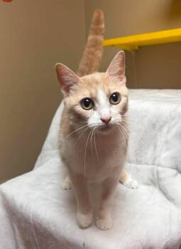 Peaches -  Domestic Short Hair Cat for Adoption in Maryville, Missouri - Peaches | PetCurious