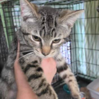 Bass3 -  American Shorthair Cat for Adoption in Melrose, Florida - Bass3 | PetCurious