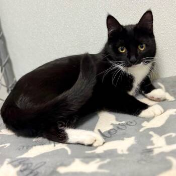 Domestic Short Hair Cats Available for Adoption - Patsy | PetCurious