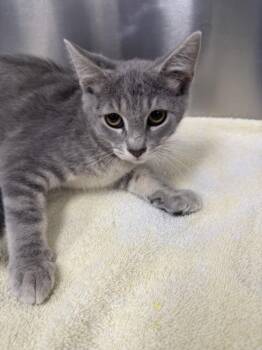 GLENDA -  Domestic Short Hair Cat for Adoption in Hagerstown, Maryland - GLENDA | PetCurious