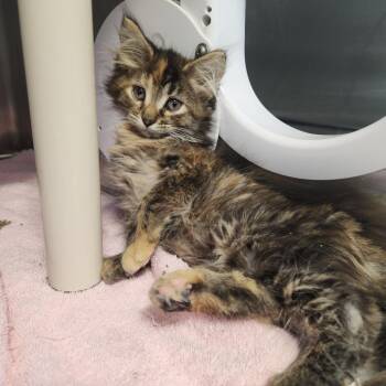 Peggy -  Domestic Long Hair Cat for Adoption in Fort Wayne, Indiana - Peggy | PetCurious