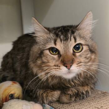 Rescue Domestic Medium Hair Cats for Adoption in Port Townsend, Washington - Leo | PetCurious