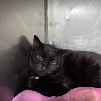 Rescue Domestic Short Hair Cats for Adoption in Ridgely, Maryland - CHERYL | PetCurious