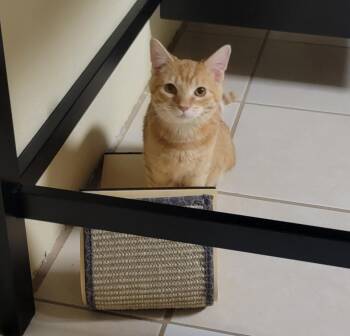 Rescue Domestic Short Hair Cats for Adoption in Janesville, Wisconsin - Sammy | PetCurious