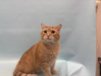 Riley -  Domestic Short Hair Cat for Adoption in Golden Valley, Minnesota - Riley | PetCurious