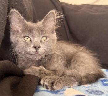 Minnow -  Domestic Long Hair Cat for Adoption in Salt Lake City, Utah - Minnow | PetCurious