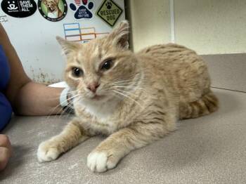 Domestic Medium Hair Cats Available for Adoption - Pixie | PetCurious