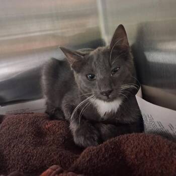 Sparkles -  Domestic Short Hair Cat for Adoption in Pauls Valley, Oklahoma - Sparkles | PetCurious