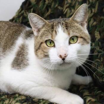 Domestic Short Hair Cats Available for Adoption in Clearwater, Florida - Sir Isaac Mewton | PetCurious
