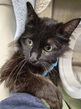 Domestic Long Hair Cats Available for Adoption in Fremont, California - A198053 | PetCurious