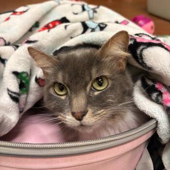 Indi -  Domestic Long Hair Cat for Adoption in Goleta, California - Indi | PetCurious