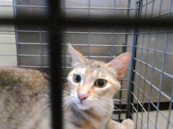 ARLO -  Domestic Short Hair Cat for Adoption in Tulsa, Oklahoma - ARLO | PetCurious
