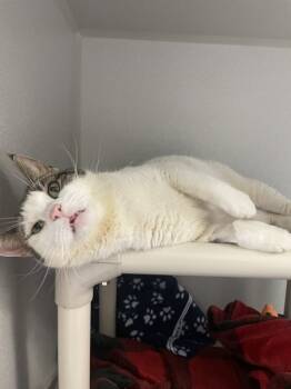 Rescue Domestic Short Hair Cats for Adoption in Oakland, New Jersey - Shadow | PetCurious