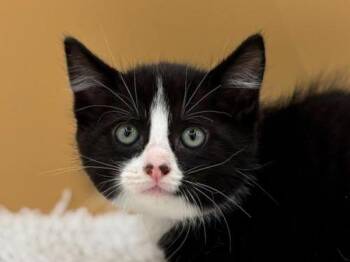 Trousers -  Domestic Short Hair Cat for Adoption in Portland, Oregon - Trousers | PetCurious