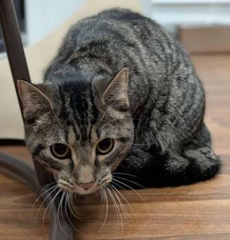 Domestic Short Hair Cats Available for Adoption - Frya | PetCurious