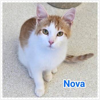Domestic Short Hair Cats Available for Adoption in North Saint Paul, Minnesota - Nova | PetCurious