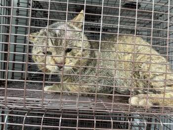 Domestic Short Hair Cats Available for Adoption in Houston, Texas - A654922 | PetCurious