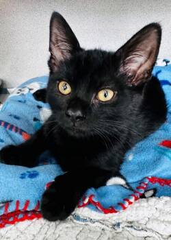 Gus -  Domestic Short Hair Cat for Adoption in Montgomery, New Jersey - Gus | PetCurious