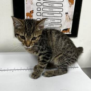 Timothy -  Domestic Short Hair Cat for Adoption in Birmingham, Alabama - Timothy | PetCurious