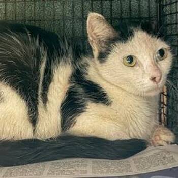 Loose Change -  Domestic Short Hair Cat for Adoption in Austin, Texas - Loose Change | PetCurious