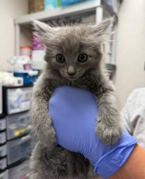 ZZlonk! -  Domestic Medium Hair Cat for Adoption in Pomona, New York - ZZlonk! | PetCurious