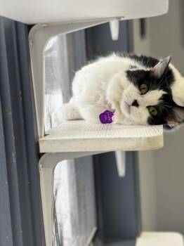 Domestic Medium Hair Cats Available for Adoption - PRINCESS KIKO | PetCurious