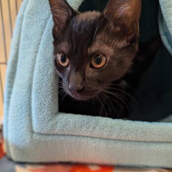 Domestic Medium Hair Cats Available for Adoption - Sylvie | PetCurious