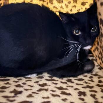 Oreo -  Domestic Short Hair Cat Available for Adoption in Johnstown, Pennsylvania - Oreo | PetCurious
