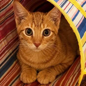 Data -  Domestic Short Hair Cat for Adoption in Springfield, Missouri - Data | PetCurious