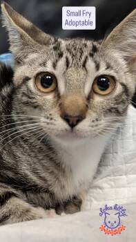 Small Fry -  Domestic Short Hair Cat for Adoption in Honolulu, Hawaii - Small Fry | PetCurious