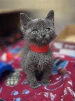 Stacy -  Domestic Short Hair Cat for Adoption in Westland, Michigan - Stacy | PetCurious
