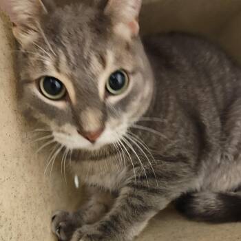 Redd -  Domestic Short Hair and Mixed Breed Cat for Adoption in Philadelphia, Pennsylvania - Redd | PetCurious