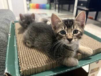 Tabs -  Domestic Short Hair Cat for Adoption in The Woodlands, Texas - Tabs | PetCurious