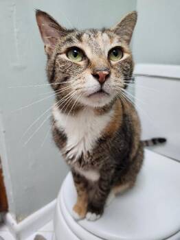 Paige -  Domestic Short Hair Cat for Adoption - Paige | PetCurious
