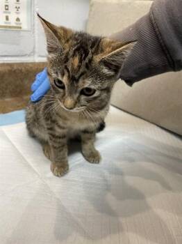 BAMBI -  Domestic Short Hair Cat for Adoption in Tallahassee, Florida - BAMBI | PetCurious