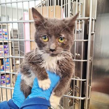 Domestic Medium Hair Cats Available for Adoption - Reebok | PetCurious