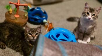 Rescue Tabby Cats for Adoption in The Dalles, Oregon - Hijinx & V | PetCurious