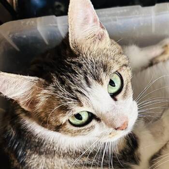 DIA -  Domestic Short Hair Cat for Adoption in Camarillo, California - DIA | PetCurious