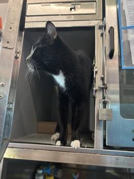 Pegasus -  Domestic Short Hair Cat for Adoption - Pegasus | PetCurious